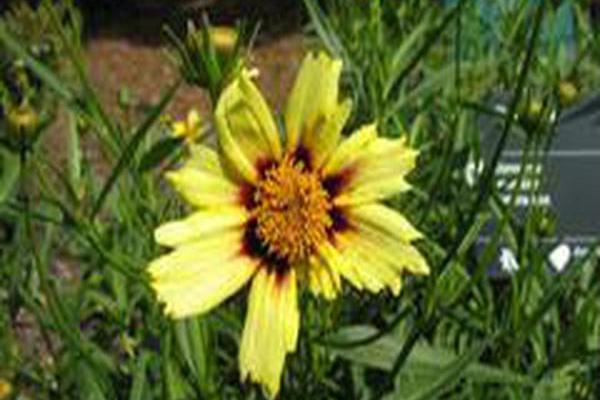 Coreopsis \x27Redshift\x27