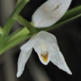 高山丫蕊花 高山丫蕊花