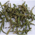 荊芥穗炭 荊芥穗炭