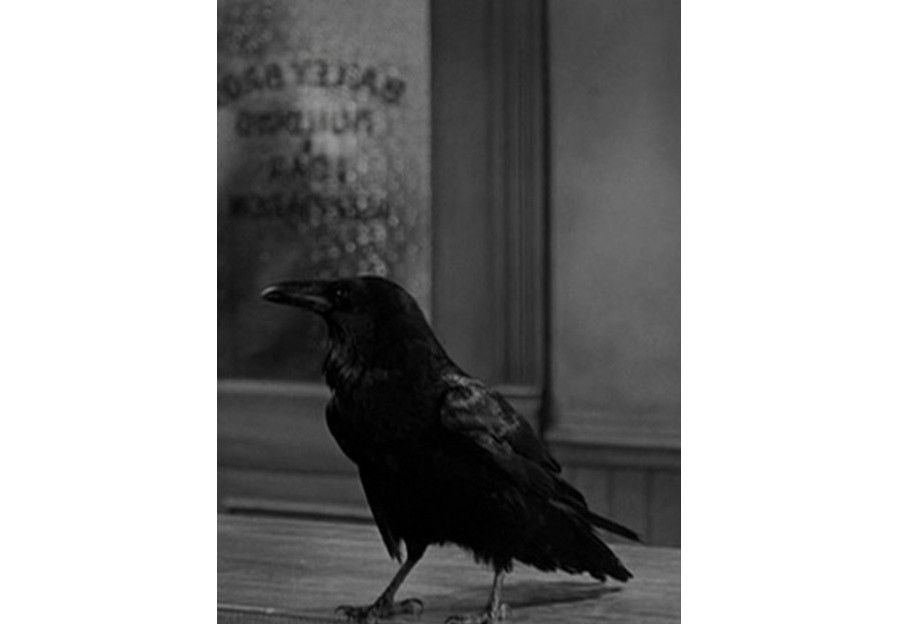 Jimmy the Crow Jimmy the Crow