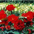 曼海姆(薔薇屬月季栽培品種) 曼海姆(薔薇屬月季栽培品種)