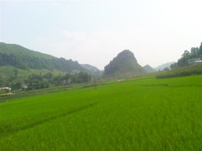五鳳村(貴州省遵義市團澤鎮下轄村) 五鳳村(貴州省遵義市團澤鎮下轄村)