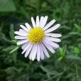 白花珀菊 白花珀菊