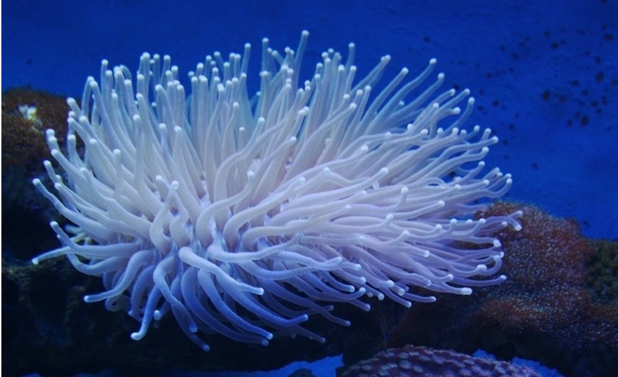 方錐珊瑚