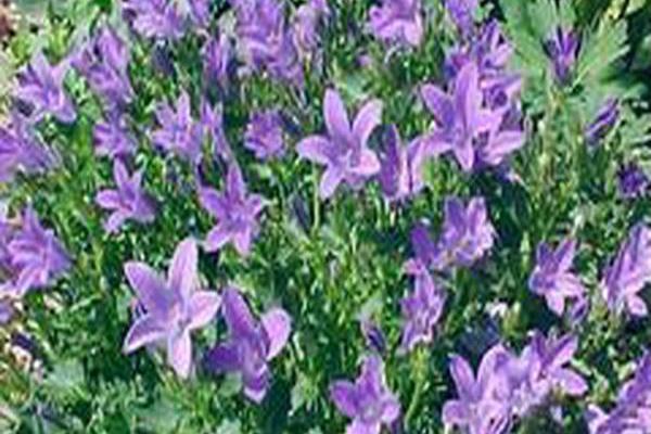 Campanula poscharskyana \x27Stella\x27 Campanula poscharskyana \x27Stella\x27