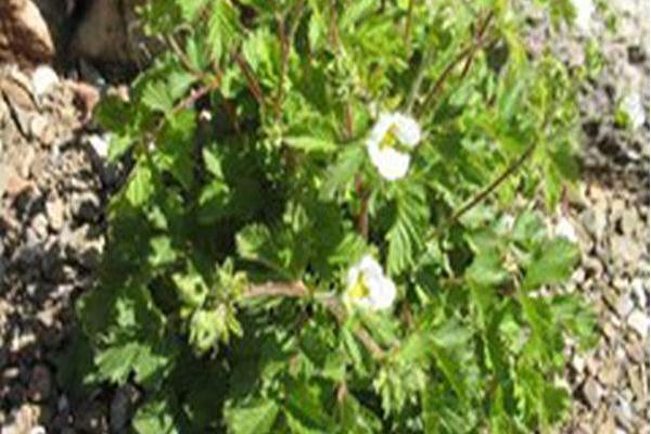 Potentilla rupestris Potentilla rupestris