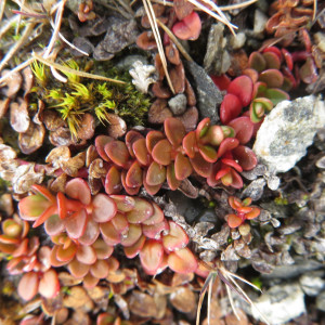 Epilobium tasmanicum