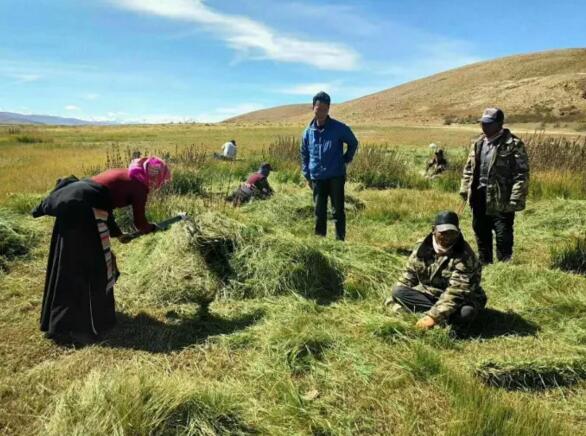 2017年9月亞熱鄉牧民準備儲備入冬牲畜飼草料