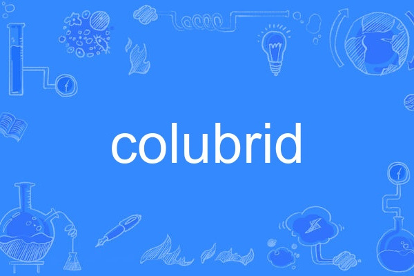 colubrid colubrid