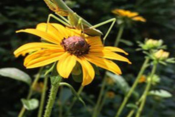 Rudbeckia fulgida Rudbeckia fulgida