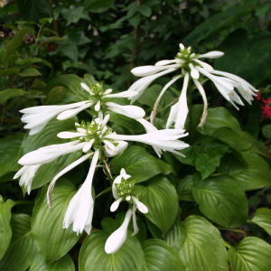 玉簪(Hosta plantaginea)