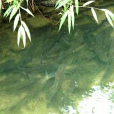 氹仔魚(陽春市圭崗鎮特產) 氹仔魚(陽春市圭崗鎮特產)