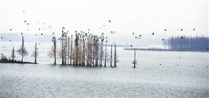 東湖的濕地環境吸引了大量鳥類