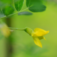 樹錦雞兒(植物) 樹錦雞兒(植物)