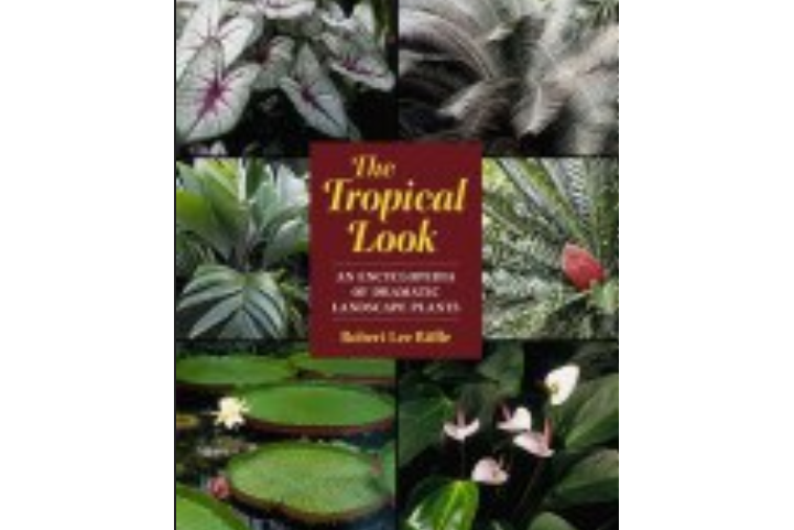 The Tropical Look The Tropical Look
