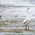 白鷺鷥鳥 白鷺鷥鳥