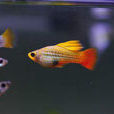 金牡丹魚 金牡丹魚