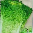 秋珍白16號 秋珍白16號