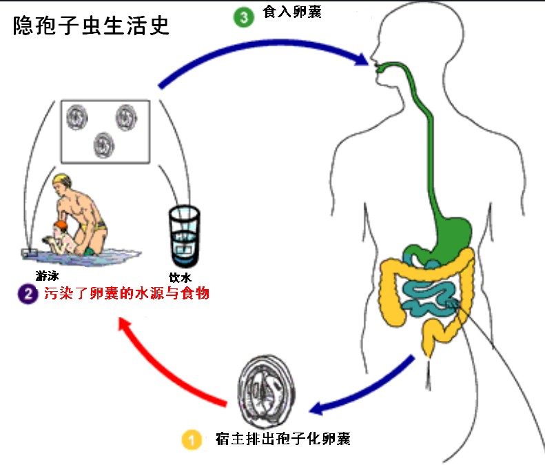 隱孢子蟲的生活史