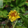 長柄厚喙菊 長柄厚喙菊
