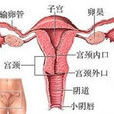 功血崩漏 功血崩漏