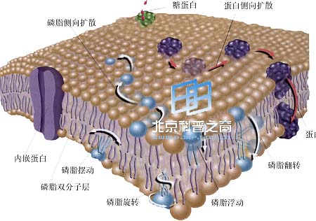 生物膜(分隔細胞器或外界的膜系統)