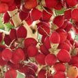 紅檳榔(紅椰子屬植物)