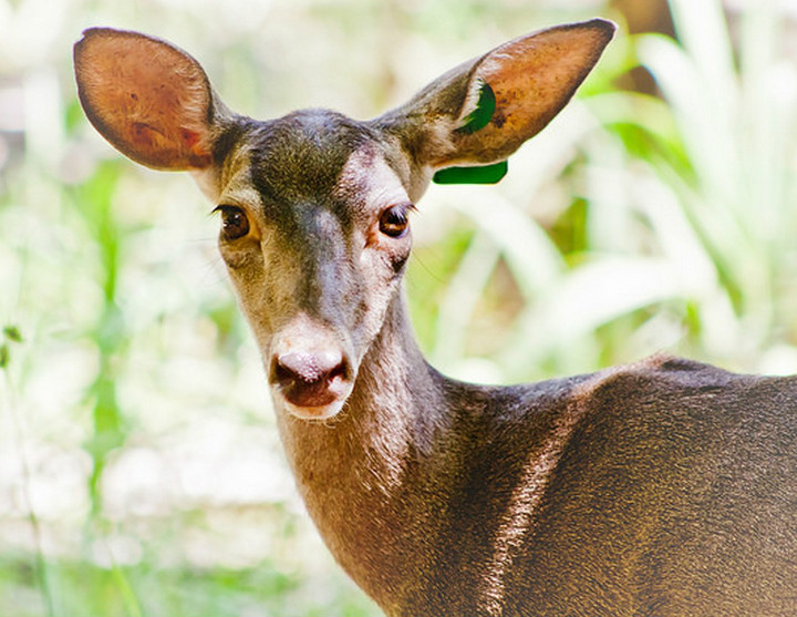 白尾鹿墨西哥低地亞種