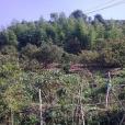 上圖山村 上圖山村