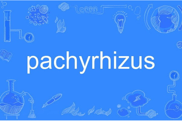 pachyrhizus pachyrhizus