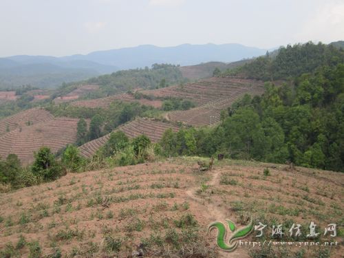 2011年時岔河村新開發302畝烏龍茶地