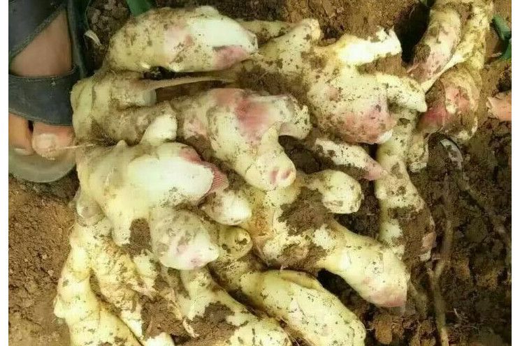 興義生薑 興義生薑