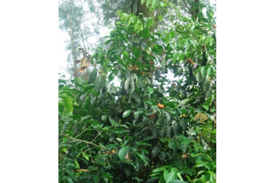 白樹(大戟科白樹屬植物) 白樹(大戟科白樹屬植物)