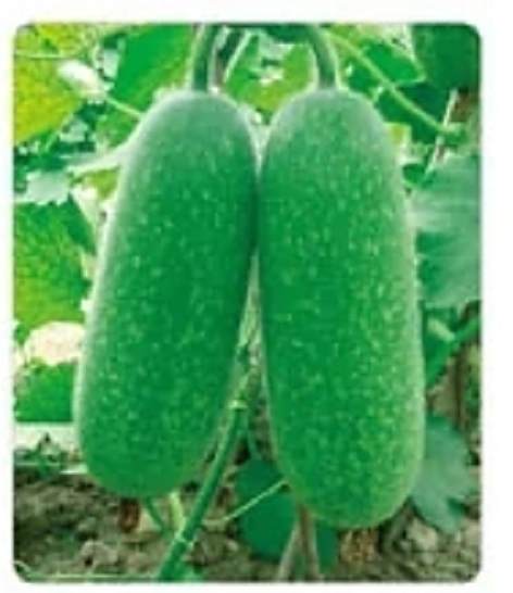秀美3號