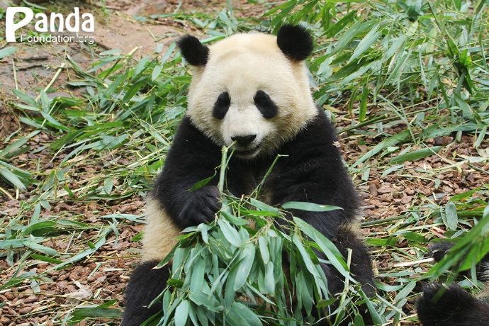 慶茱萸 慶茱萸