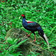 藍鷳(藍腹鷳) 藍鷳(藍腹鷳)
