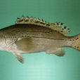 寬頻石斑魚
