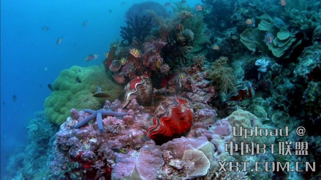 原色深海 原色深海