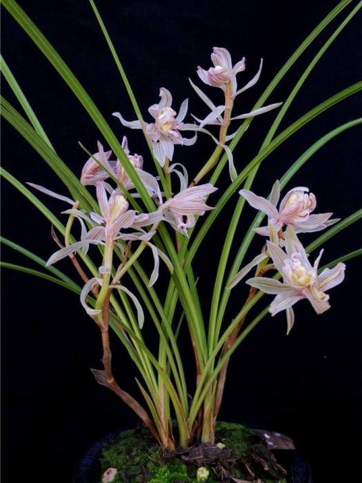 金沙樹菊 金沙樹菊