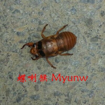 蝶喇猴 蝶喇猴