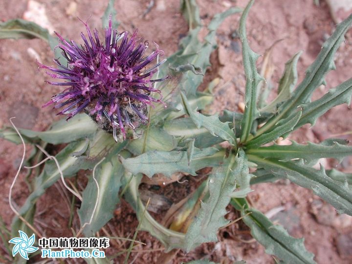 無梗風毛菊 無梗風毛菊