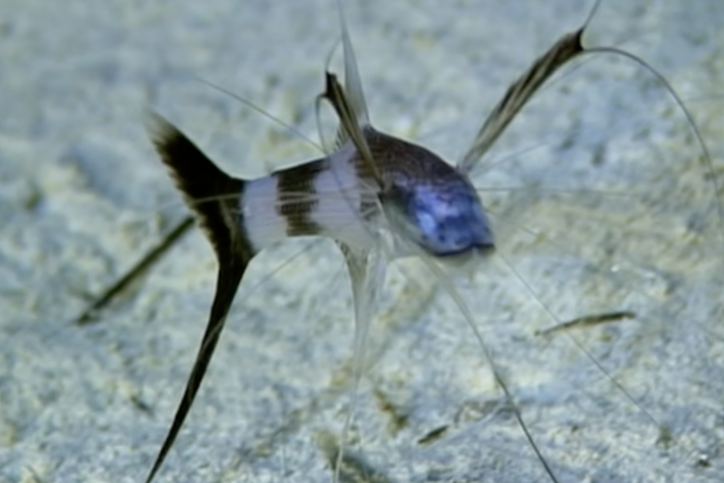 裸蜥魚屬 裸蜥魚屬