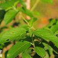 喉藥醉魚草 喉藥醉魚草