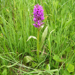 Dactylorhiza majalis Dactylorhiza majalis