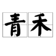 青禾 青禾