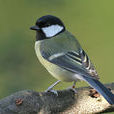 bird(鳥類) bird(鳥類)