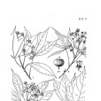 長梗常春木 長梗常春木