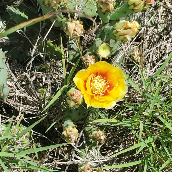 Opuntia macrorhiza