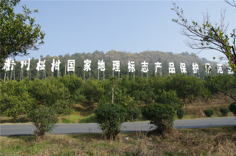 衢州椪柑示範園