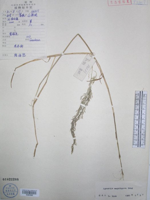 大錐剪股穎 大錐剪股穎
